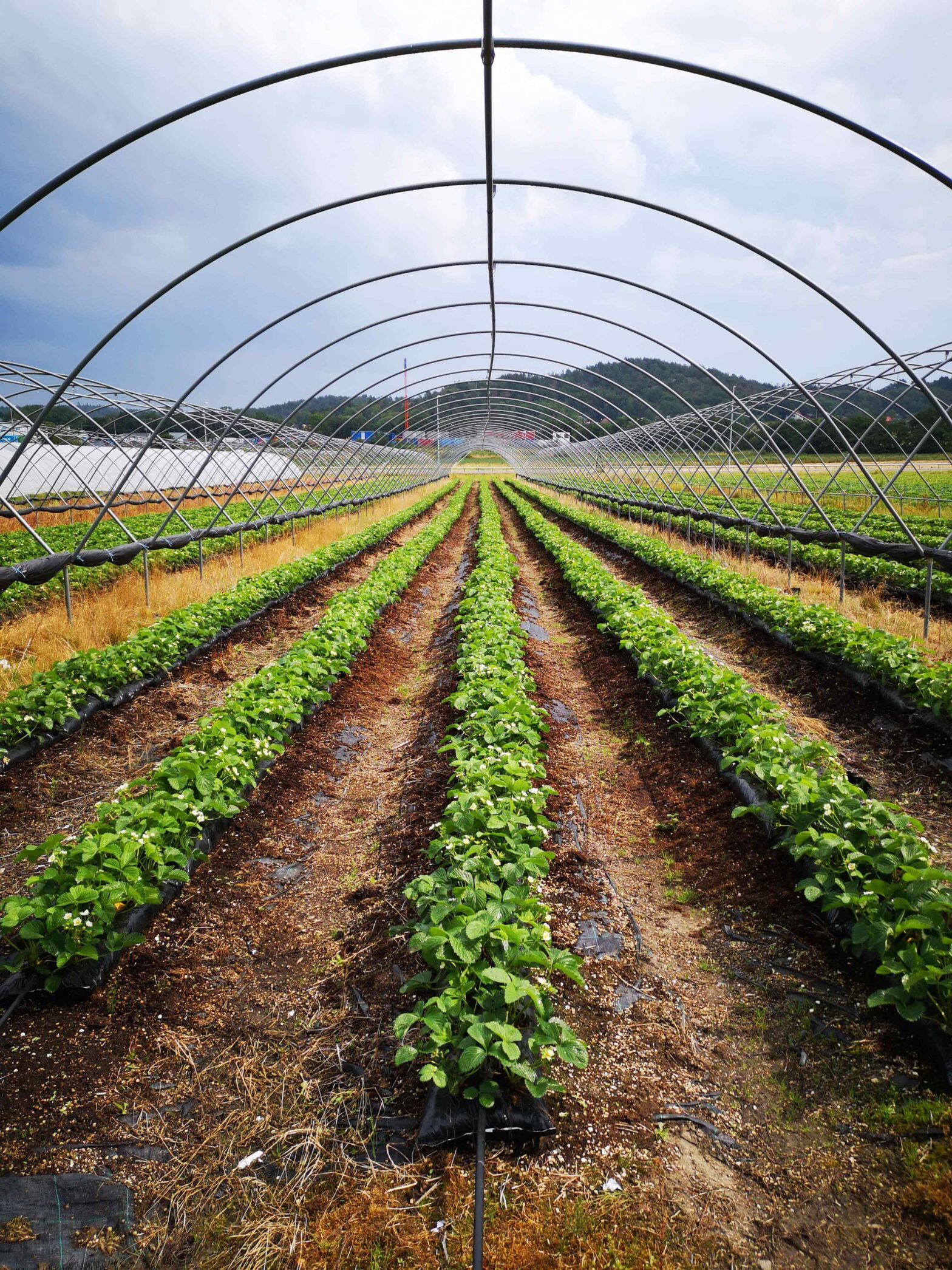 Agricultural