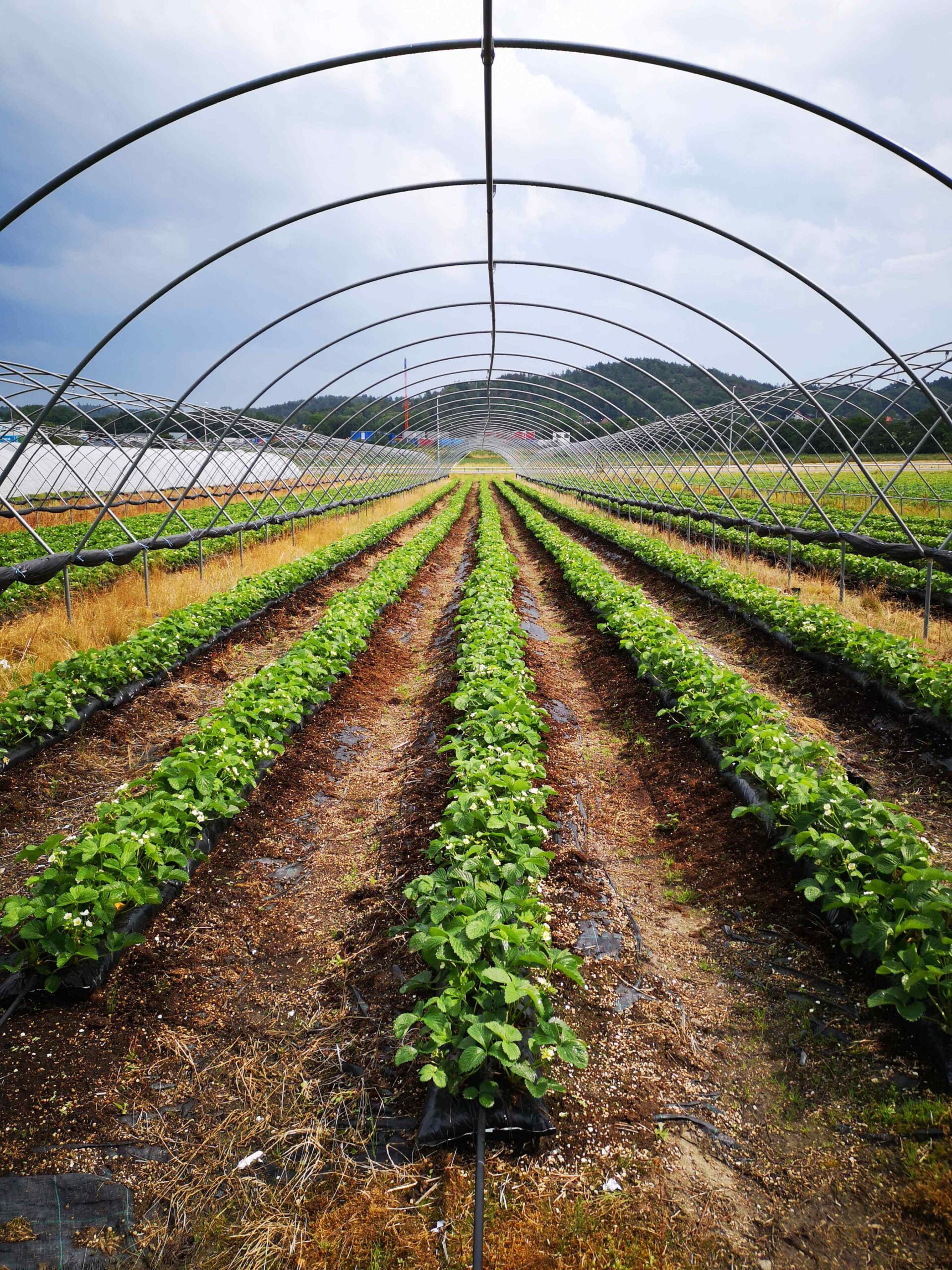 Agricultural